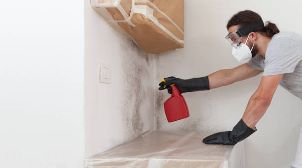 Professional Basement Mold Remediation technician working in Greenville, GA